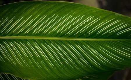 Close up of leaves texture or background Abstract green line background, Details of big green leafの写真素材