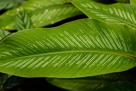 Close up of leaves texture or background Abstract green line background, Details of big green leafの写真素材