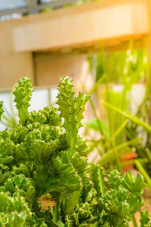 close up cactus tree in the gardenの写真素材
