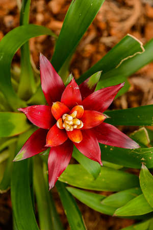 Bromelia (family: Bromeliaceae, subfamily: Bromelioideae) closeup blooming flower plantの写真素材