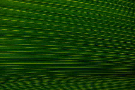 Close up of leaves texture or background Abstract green line background, Details of big green leafの写真素材
