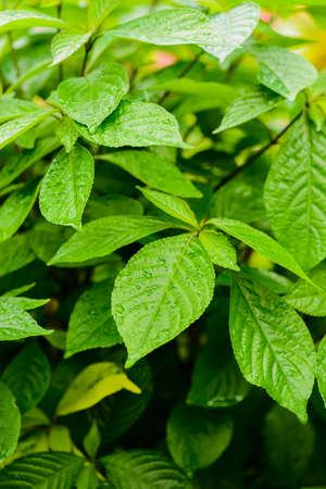 background of close up green leaves in the gardenの写真素材