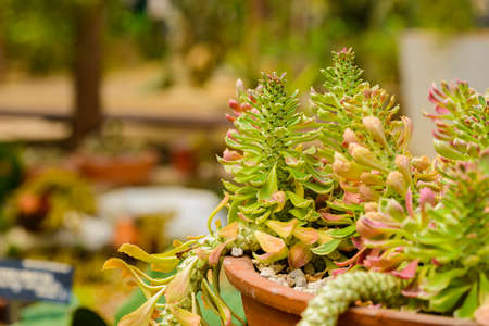 Close up. succulent plant. Euphorbia ritchiei 'Tricolor jade' in the flower potの写真素材
