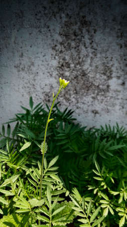 Sun light focus on Mustard plant in gardenの写真素材