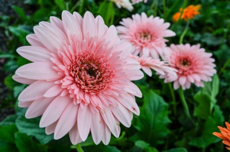 Gerbera , Barberton daisy,flower pink の写真素材