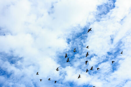 the scene of thailand about flock of birdsの写真素材