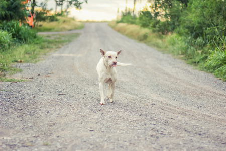dog running smile in the wayの写真素材