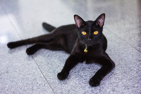 Black male cat show interest at photo cameraの写真素材