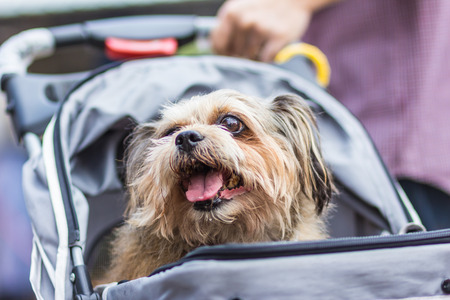 The dog in a Cart.の写真素材