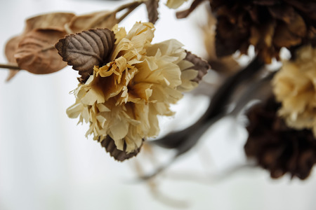 Dry flowersの写真素材