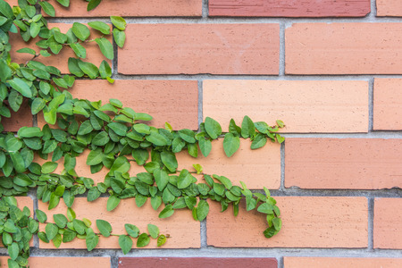 leaves on brick wall for wallpaperの写真素材