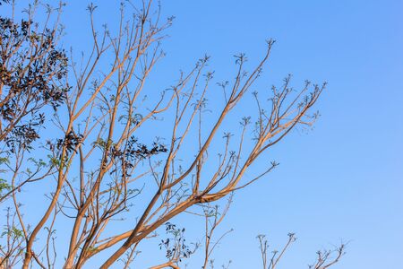 stylize abstract branches on a background of the skyの写真素材