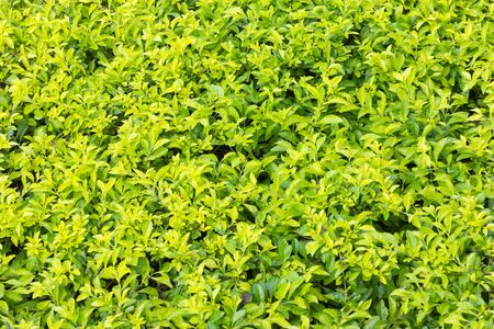 Natural green leaf texture