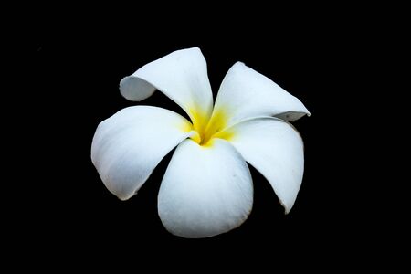 Plumeria or frangipani flower, isolated on black background.の写真素材