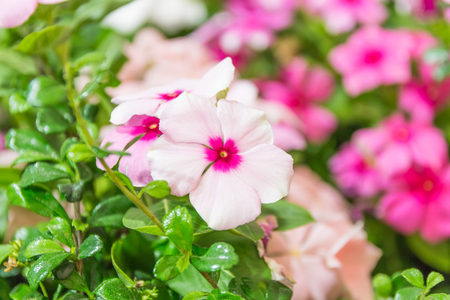 flowers of primula auriculaの写真素材