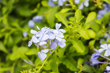 Blue little flowers - forget-me-not close up and green grass.の写真素材