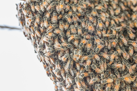 bees are working on a beeswax in a bee hiveの写真素材