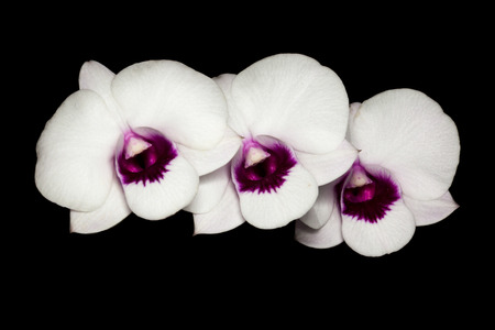 orchid isolated on blackの写真素材