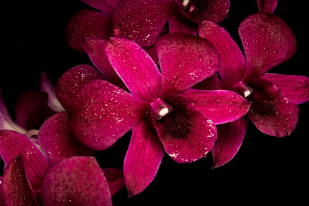 orchid isolated on blackの写真素材