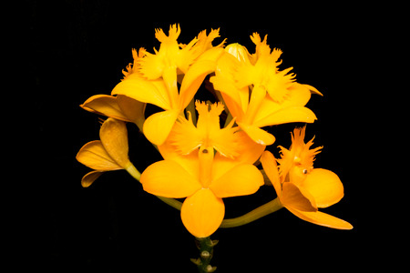 orchid isolated on blackの写真素材