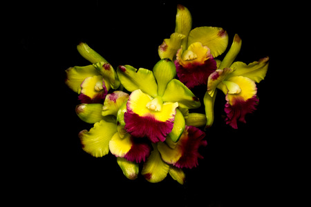 orchid isolated on blackの写真素材