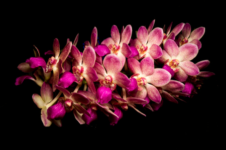orchid isolated on blackの写真素材