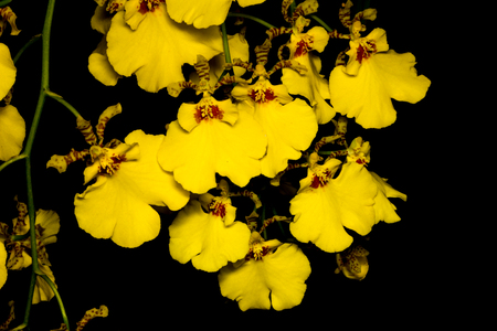 orchid isolated on blackの写真素材