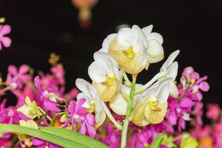 orchid - beautiful orchid field,sensitive focus