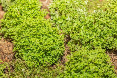 Moss, Leaf on Moss, Moss autumn, forest moss, moss seeds, Nature, Wildlife, Micro.