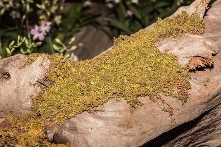 Moss, Leaf on Moss, forest moss, moss seeds, Nature, Wildlife, Microの写真素材