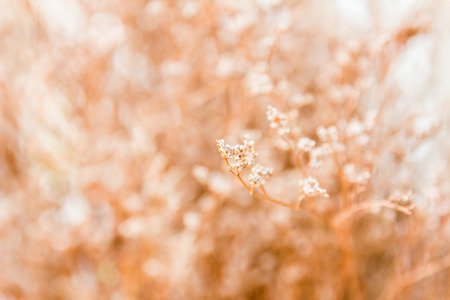 Vintage soft light tone and soft focus of abstract nature background with grass flowerの写真素材