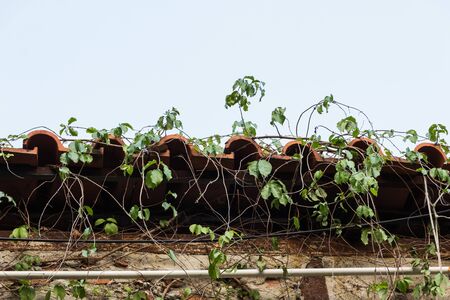Wet tiled roof covered by climbing plants closeup view