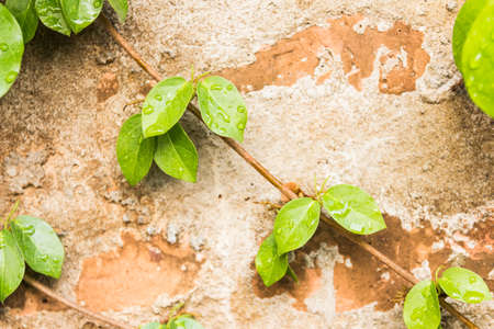 green leaves and root in natureの写真素材
