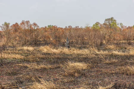 ash black smut and stubble. Burned field farm conceptの写真素材