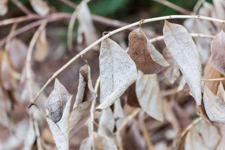 closeup autumn dry leavesの写真素材