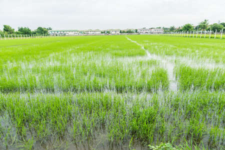 Green field and sky with white clouds.の写真素材