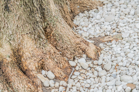 Tree roots surrounded with white pebblesの写真素材