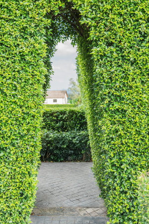 Green tunnel in fresh spring foliage. Way to nature. Natural background from beautiful garden.の写真素材