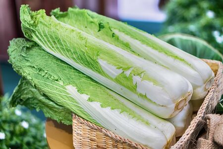 Group of fresh organically grown fresh romaine lettuceの写真素材