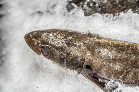 Fresh fish on ice decorated for sale at market.