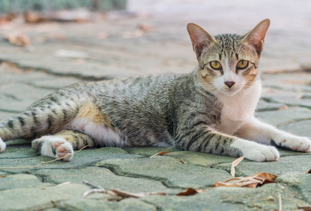 Striped with white a cat.の写真素材