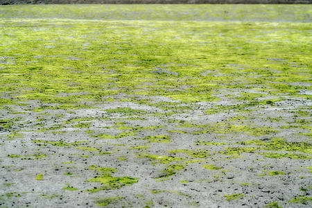 Green algae on a surface of the lake.