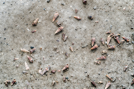 Shells Horn snails Potamididae.の写真素材