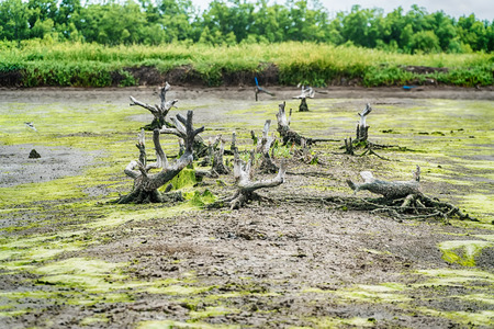 Green algae on a surface of the lake.の写真素材