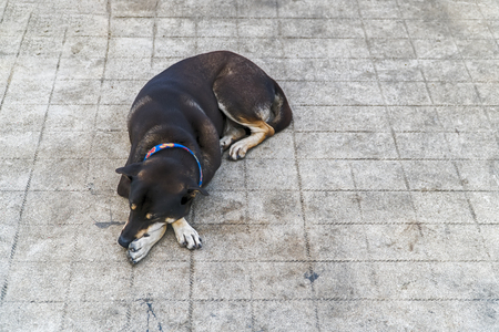 Dogs are sleeping comfortably on a wooden bridgeの写真素材