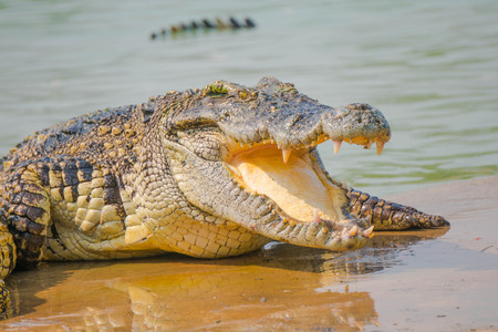 Crocodile in the farm is eating fresh foodの写真素材