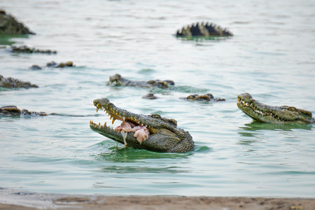 Crocodile in the farm is eating fresh foodの写真素材
