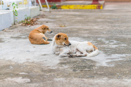 Homeless abandoned dog sleeping on the street.の写真素材
