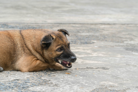Close-up of Dog Eating Bone Outside.の写真素材