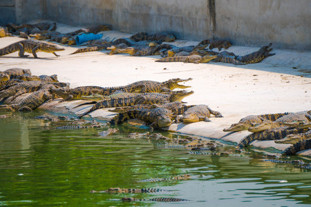 Crocodile in the farm is eating fresh foodの写真素材